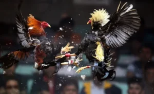 Bí Quyết Chinh Phục Đá Gà WS168 Tại WW88 Từ A Đến Z