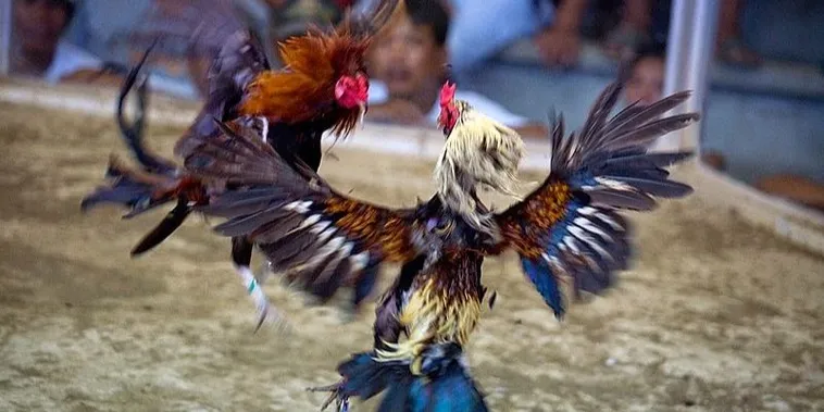 Bí Quyết Chinh Phục Đá Gà WS168 Tại WW88 Từ A Đến Z